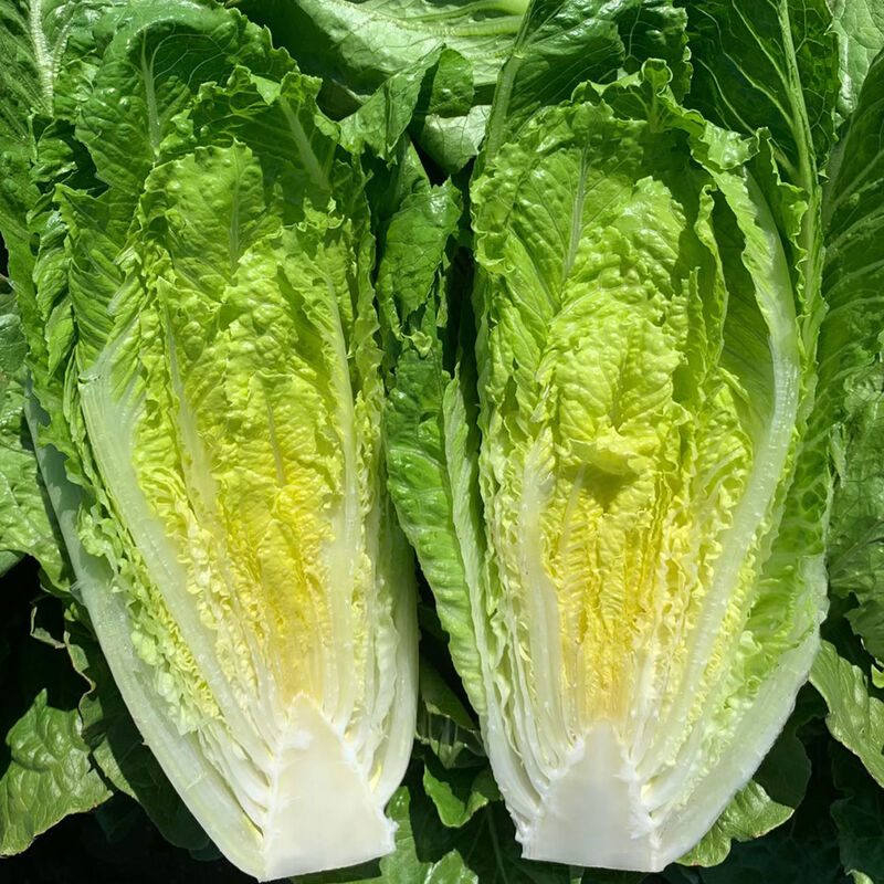 Sunland – Pelleted Romaine Seeds